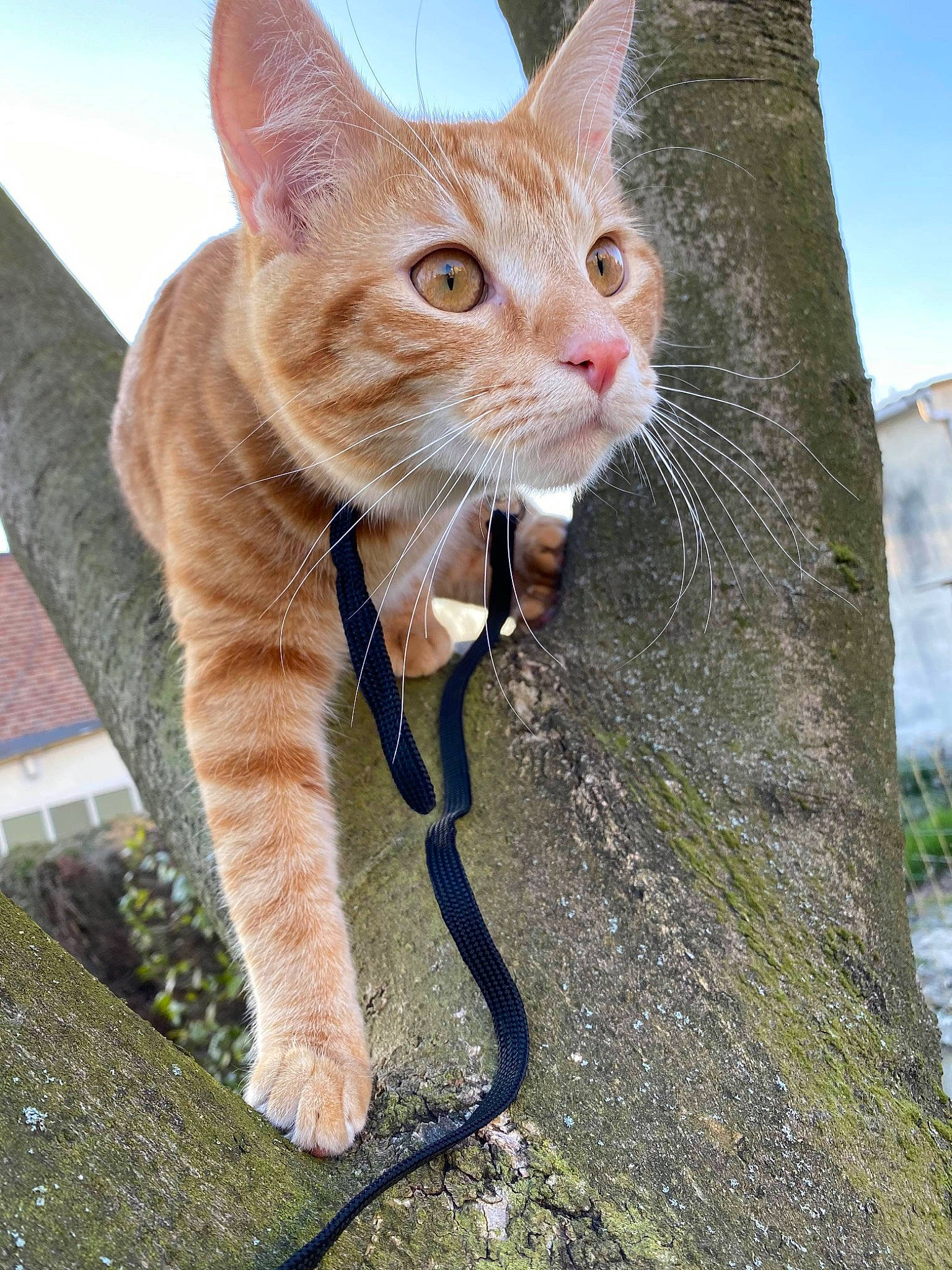 Nougounou participe au concours pour gagner de l'argent avec cette photo : aegean_cat, arabian_mau, asian, carnivore, cat, domestic_short_haired_cat, fawn, felidae, german_rex, kitten, mammal, small_to_medium_sized_cats, snout, tabby_cat, tail, whiskers