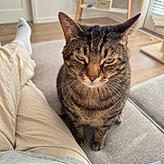 Maisey joined the competition — help win amazing prizes! cat, tabby_cat, indoor, couch, remote_control, person, pants, sock, living_room, television, wooden_floor, window_blinds, furniture, pet, whiskers, ears, face, eyes, sitting, relaxed