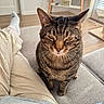 cat, tabby_cat, indoor, couch, remote_control, person, pants, sock, living_room, television, wooden_floor, window_blinds, furniture, pet, whiskers, ears, face, eyes, sitting, relaxed