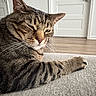 Maisey is registered to the contest to win money with this photo: cat, tabby, pet, animal, feline, whiskers, paw, carpet, indoor, house, door, wooden_floor, relaxed, closeup, fur, striped, domestic, home, resting, portrait