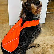 Oscar a rejoint le concours — aidez-le/la à gagner de superbes lots ! alert, animal, brown_eyes, canine, companion, curious, cute, dog, domestic_animal, floor, fur, head_tilt, indoor, orange_vest, pet, scruffy_dog, sitting, tile_floor, tracker_vest, watchful