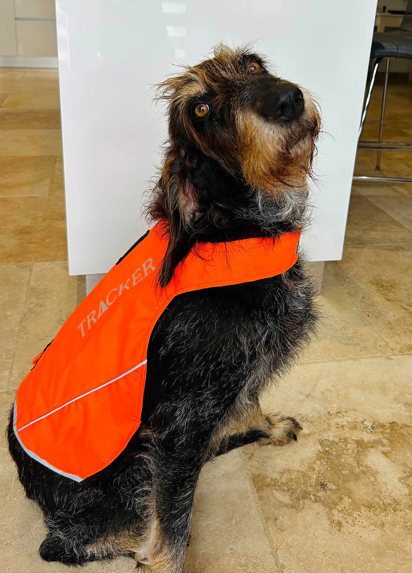 Oscar a rejoint le concours — aidez-le/la à gagner de superbes lots ! alert, animal, brown_eyes, canine, companion, curious, cute, dog, domestic_animal, floor, fur, head_tilt, indoor, orange_vest, pet, scruffy_dog, sitting, tile_floor, tracker_vest, watchful