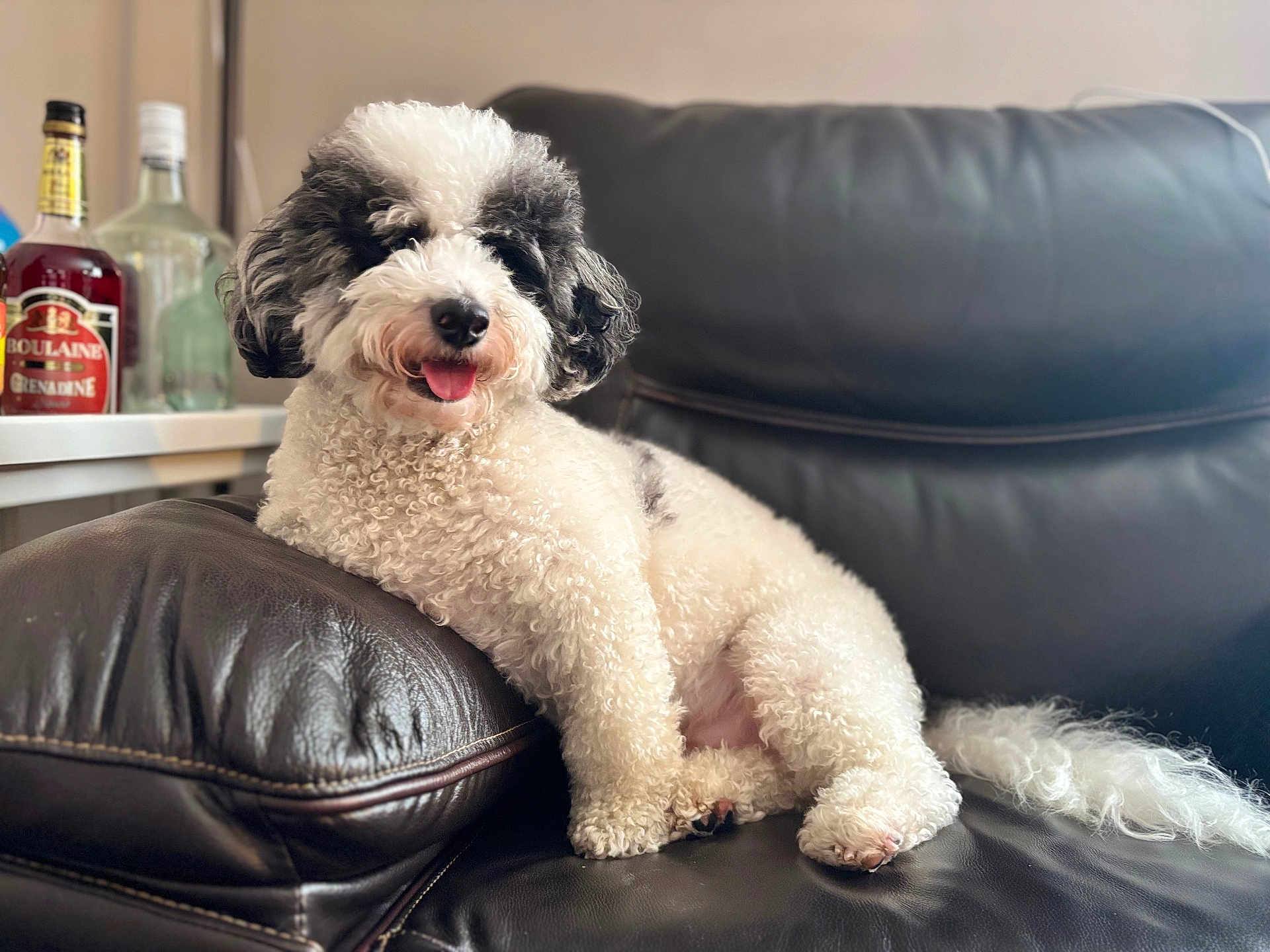 Dumbo joined the competition — help win amazing prizes! dog, black_and_white, curly_fur, tongue_out, leather_couch, indoor, bottle, table, relaxed, pet, canine, fur, home, animal, mammal, sitting, cute, companion, domestic_animal, cozy