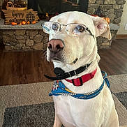 Kasper joined the competition — help win amazing prizes! dog, glasses, bandana, indoor, fireplace, stone_wall, autumn_decor, carpet, wood_floor, pet, collar, sitting, home, decor, basket, pinecones, pumpkin, lamp, furniture, reflection