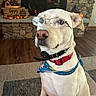 dog, glasses, bandana, indoor, fireplace, stone_wall, autumn_decor, carpet, wood_floor, pet, collar, sitting, home, decor, basket, pinecones, pumpkin, lamp, furniture, reflection
