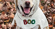 Kasper is registered to the contest to win money with this photo: dog, white_dog, costume, ghost_costume, autumn_leaves, outdoor, fall, smiling, happy, pet, canine, animal, seasonal, cute, portrait, sitting, nature, holiday, funny, festive