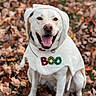 dog, white_dog, costume, ghost_costume, autumn_leaves, outdoor, fall, smiling, happy, pet, canine, animal, seasonal, cute, portrait, sitting, nature, holiday, funny, festive