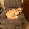 Kasper joined the competition — help win amazing prizes! dog, beige_dog, recliner, chair, indoor, carpet, furniture, pet, canine, resting, curled_up, looking_at_camera, cozy, home_interior, lamp, wooden_door, relaxing, domestic_animal, animal, calm