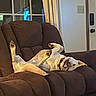 Kasper joined the competition — help win amazing prizes! dog, recliner, brown_furniture, indoor, relaxed, upside_down, pet, canine, couch, living_room, window, curtains, door, comfort, animal, playful, collar, home, paw, sleeping