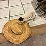 animal, black_and_white, cat, curious, cute, floor, furniture, hat, home, indoor, kitten, pet, photography, standing, step, straw_hat, tile, walking, white_cat, wooden_floor