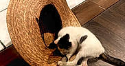 Ringtail is registered to the contest to win money with this photo: animal, basket, black_and_white, cat, feline, floor, home, indoor, kitten, lying_down, pet, photography, playful, relaxed, sitting, straw_hat, tail, tile_floor, wicker, wood_floor