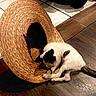 animal, basket, black_and_white, cat, feline, floor, home, indoor, kitten, lying_down, pet, photography, playful, relaxed, sitting, straw_hat, tail, tile_floor, wicker, wood_floor