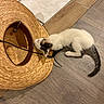 animal, black_and_white, cat, cord, curious, feline, hat, home, indoor, kitten, paws, pet, photography, playing, portrait, straw_hat, tail, tile_floor, whiskers, wooden_floor
