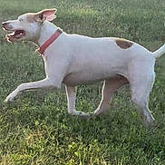 Chyna joined the competition — help win amazing prizes! animal, brown_patch, canine, daylight, dog, floppy_ears, grass, happy, lawn, open_mouth, outdoor, pet, profile_view, raised_paw, red_collar, running, tail, trotting, walking, white_dog