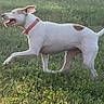 animal, brown_patch, canine, daylight, dog, floppy_ears, grass, happy, lawn, open_mouth, outdoor, pet, profile_view, raised_paw, red_collar, running, tail, trotting, walking, white_dog