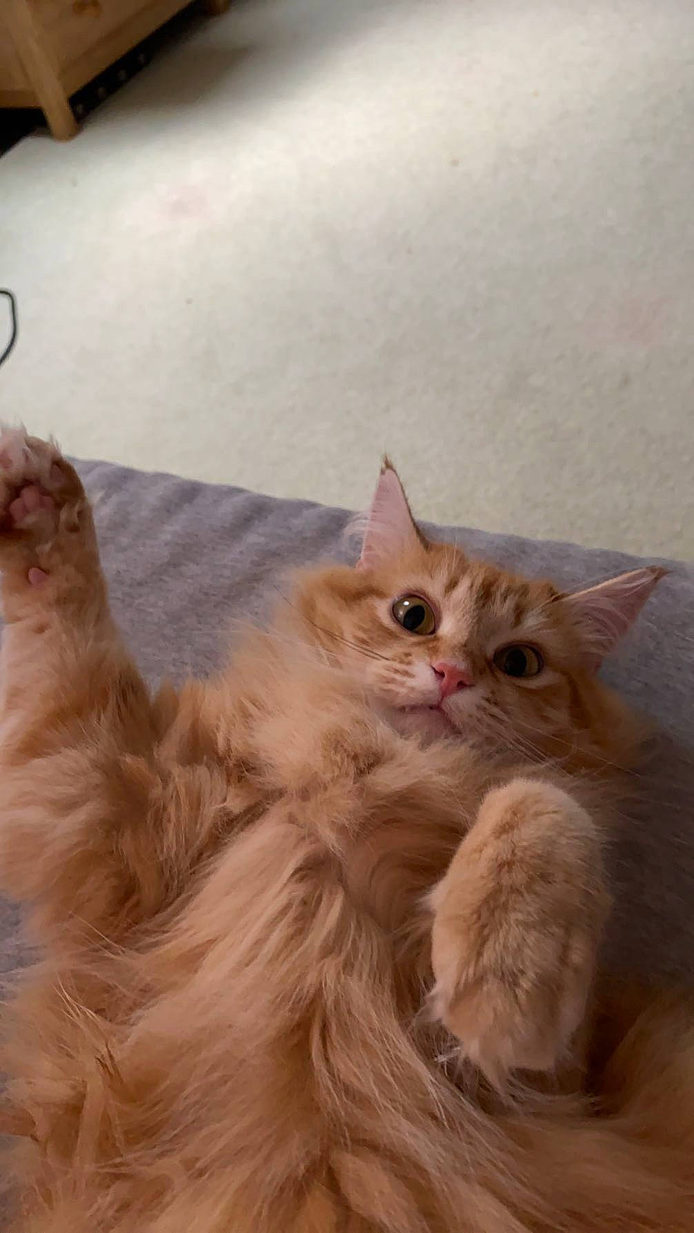 Mao is registered to the contest to win money with this photo: british_longhair, carnivore, cat, claw, comfort, eye, fawn, felidae, fur, hardwood, iris, paw, persian, small_to_medium_sized_cats, snout, tail, terrestrial_animal, whiskers, wood