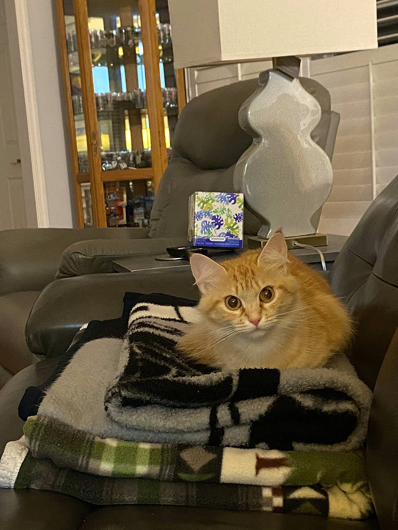 Mao joined the competition — help win amazing prizes! bag, carnivore, cat, cat_supply, comfort, couch, domestic_short_haired_cat, fawn, felidae, fur, grey, interior_design, linens, living_room, luggage_and_bags, room, small_to_medium_sized_cats, textile, whiskers, wood