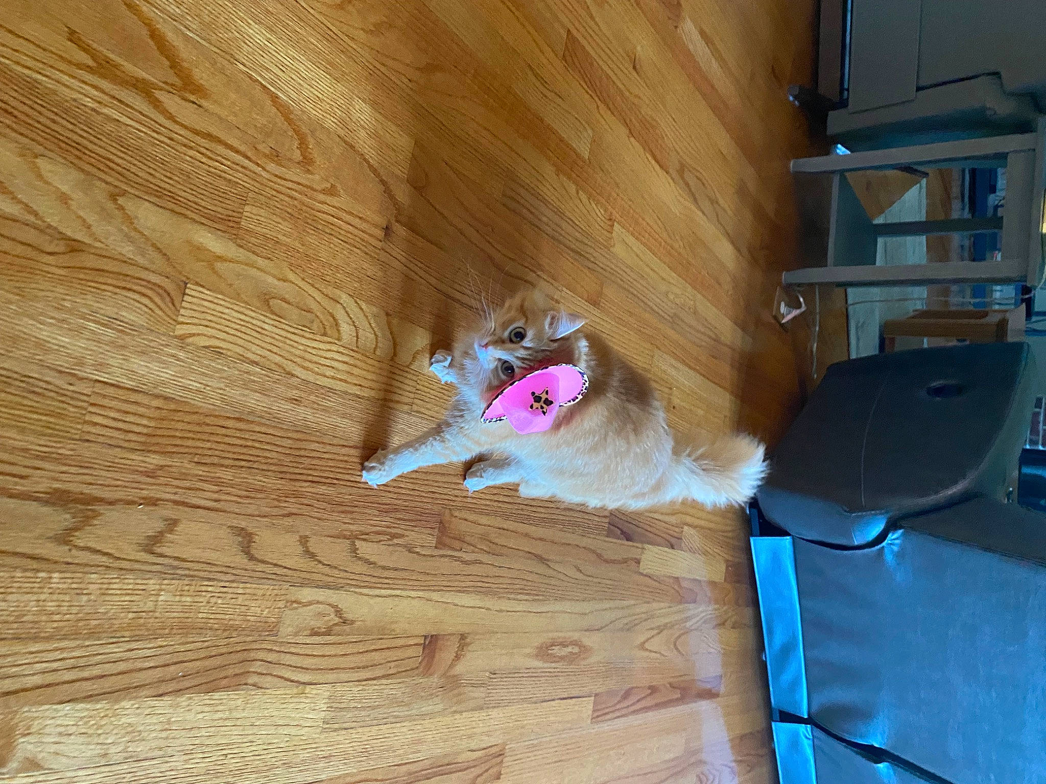 Mao joined the competition — help win amazing prizes! building, cabinetry, carnivore, comfort, dog, fawn, felidae, floor, flooring, hardwood, house, laminate_flooring, plank, plant, plywood, tree, varnish, wood, wood_flooring, wood_stain