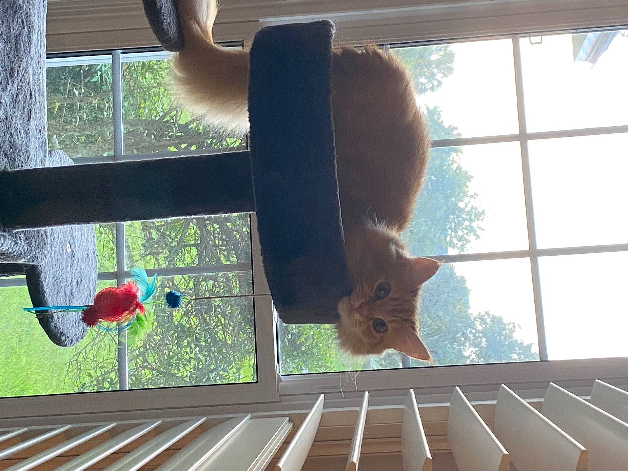 Mao is registered to the contest to win money with this photo: daylighting, fawn, flooring, glass, grass, hardwood, line, metal, pattern, pet_supply, plant, room, shade, snout, tail, terrestrial_animal, tree, window, wood, wood_stain