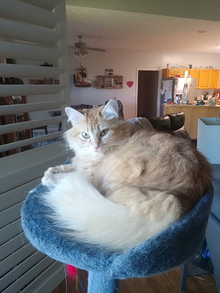 Mao joined the competition — help win amazing prizes! canidae, carnivore, cat, cat_bed, cat_furniture, cat_supply, comfort, companion_dog, domestic_short_haired_cat, door, fawn, felidae, fur, hardwood, room, small_to_medium_sized_cats, tail, whiskers, window, wood