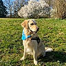 animal, bandana, blue_sky, canine, cute, daylight, dog, fluffy, friendly, golden_retriever, grass, leisure, nature, outdoor, park, pet, sitting, spring, sunny, trees