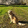 dog, golden_retriever, grass, path, tree, blossom, flowering_tree, nature, outdoor, sunlight, spring, canine, pet, animal, field, park, leaves, daytime, greenery, fur