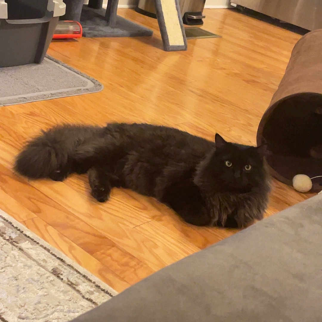 Church is registered to the contest to win money with this photo: animal, architecture, blackcat, building, cat, couch, furniture, hardwood, homedecor, indoors, interiordesign, kitten, livingroom, manx, pet, plywood, room, rug, table, wood