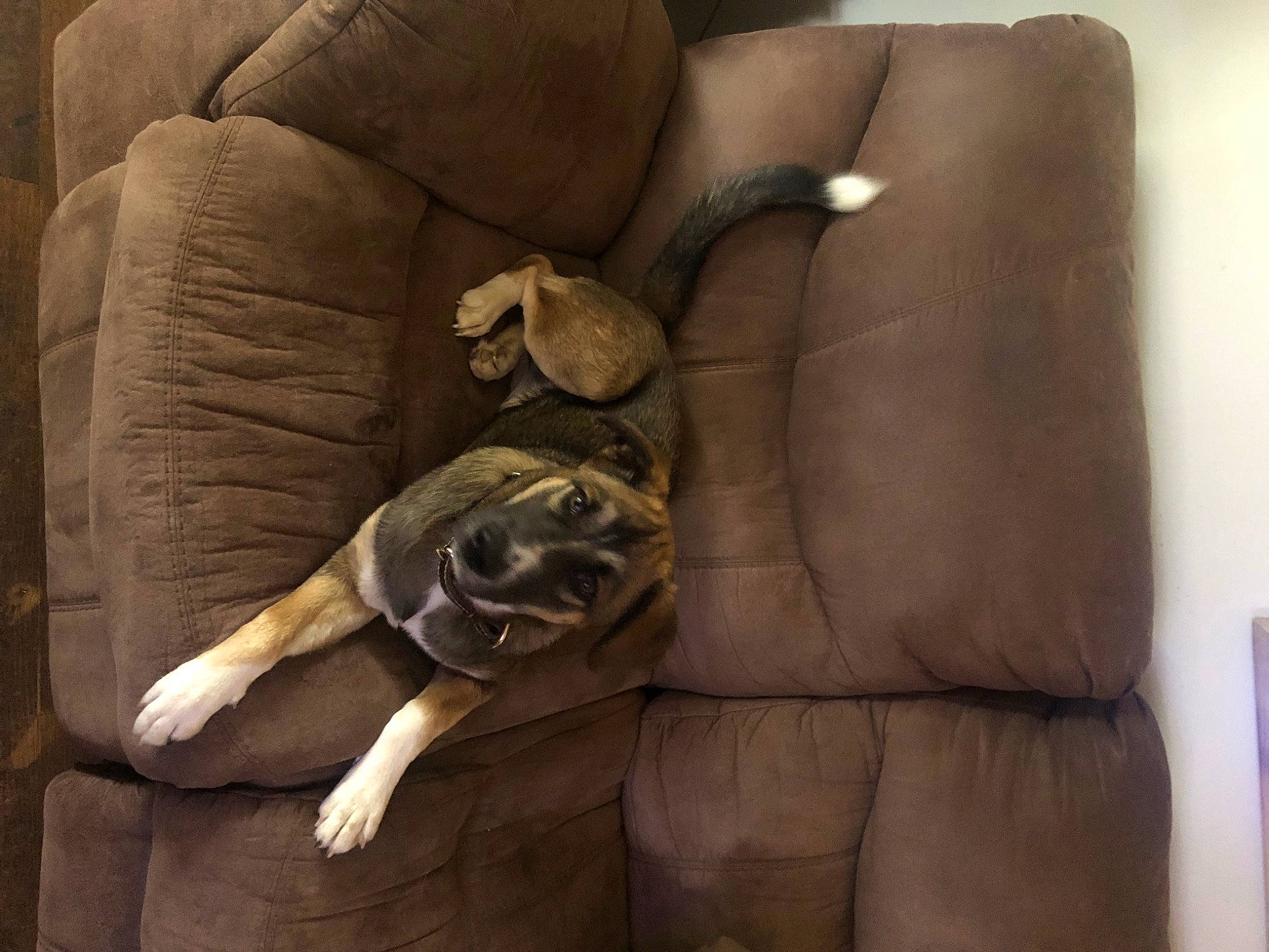 Sasha is registered to the contest to win money with this photo: armrest, art, artifact, carnivore, chair, comfort, companion_dog, couch, felidae, fur, linens, room, sculpture, vertebrate, visual_arts, wood, working_animal