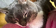 Castor joined the competition — help win amazing prizes! animal, blanket, cat, close_up, companion, cozy, cute, fur, gray_cat, heart_pattern, indoor, nap, pet, pink, relaxed, resting, sleeping, soft, whiskers, white_fur