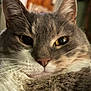 Castor is registered to the contest to win money with this photo: animal, cat, close_up, cozy, curious, cute, domestic_cat, eyes, face, feline, fur, gray_cat, indoor, mammal, pet, pink_nose, portrait, soft_light, whiskers, white_fur
