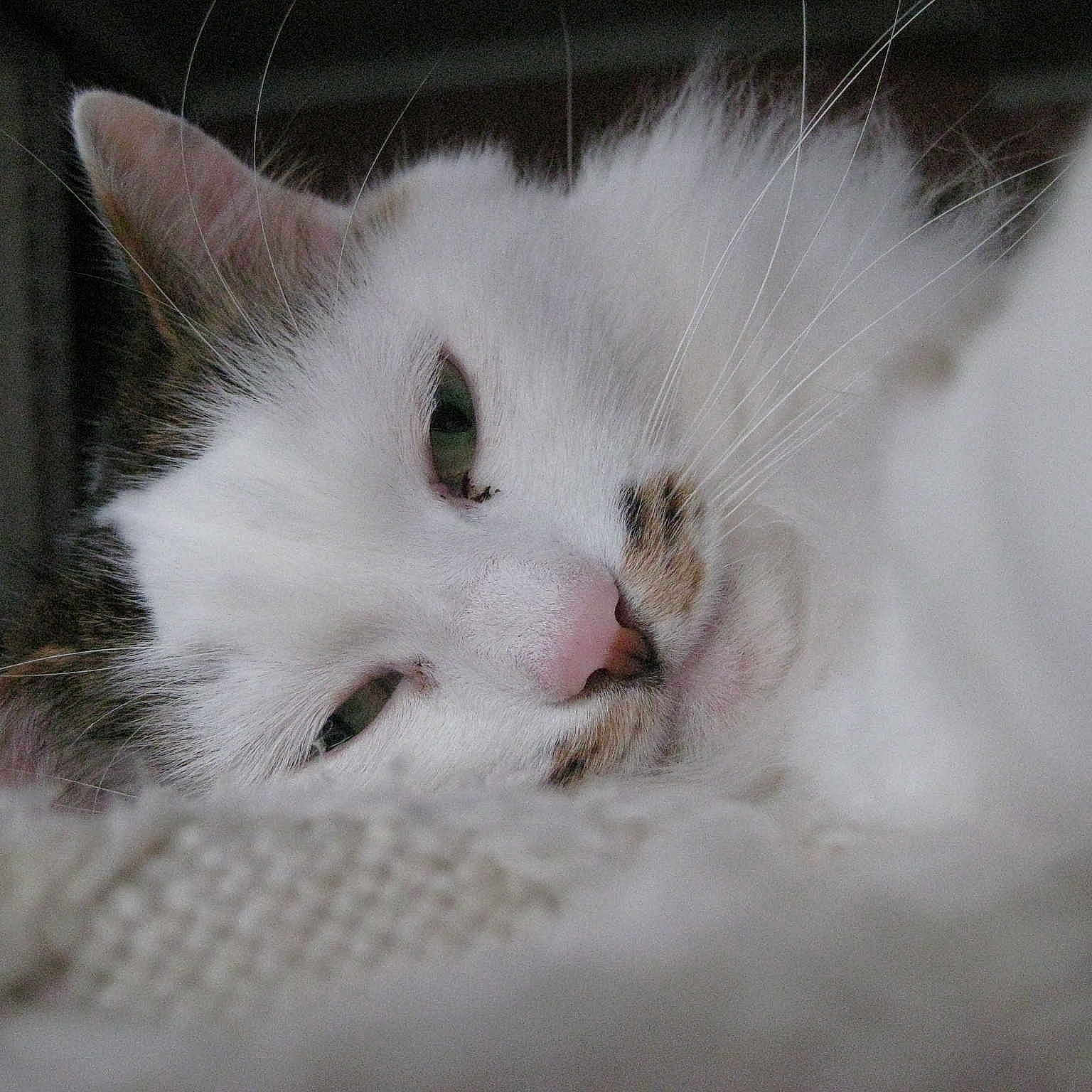 Plume