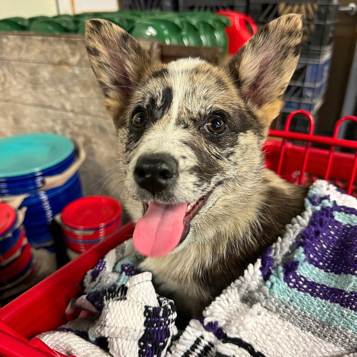Patchy Lee joined the competition — help win amazing prizes! animal, blanket, close_up, container, crate, cute, dog, domestic_animal, ears_up, fur, happy, indoor, knitted_blanket, pet, playful, puppy, red_basket, snuggled, tongue, tongue_out
