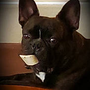 Ozzy joined the competition — help win amazing prizes! dog, french_bulldog, pet, animal, indoor, brown, ears, face, mouth, table, looking, lying_down, close_up, domestic_animal, cute, companion, snout, fur, canine, food