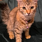 Luna joined the competition — help win amazing prizes! cat, kitten, tabby, feline, pet, collar, bell, fur, whiskers, ears, paws, curious, cute, indoor, animal, young, sitting, closeup, portrait, domestic