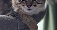 Luna is registered to the contest to win money with this photo: cat, tabby, pet, feline, animal, indoor, fur, whiskers, ears, eyes, perch, cozy, closeup, portrait, looking, relaxed, cute, domestic, soft, resting