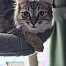 cat, tabby, pet, feline, animal, indoor, fur, whiskers, ears, eyes, perch, cozy, closeup, portrait, looking, relaxed, cute, domestic, soft, resting