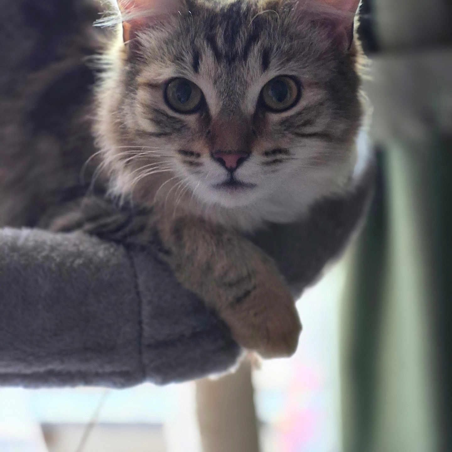 Luna is registered to the contest to win money with this photo: cat, tabby, pet, feline, animal, indoor, fur, whiskers, ears, eyes, perch, cozy, closeup, portrait, looking, relaxed, cute, domestic, soft, resting