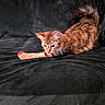 Luna joined the competition — help win amazing prizes! cat, tabby_cat, pet, animal, feline, stretching, couch, indoor, plush, ball, playful, fur, tail, paw, focused, domestic, cute, relaxed, soft_lighting, curious