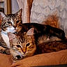 Luna is registered to the contest to win money with this photo: cat, tabby_cat, pet, animal, feline, indoor, cozy, snuggling, blanket, couch, relaxed, domestic_animal, two_cats, fur, whiskers, ears, collar, resting, home, cute