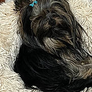 Huggy a rejoint le concours — aidez-le/la à gagner de superbes lots ! dog, small_dog, shaggy_rug, blue_hair_tie, fur, indoor, corner, cozy, black_fur, brown_fur, relaxed, pet, animal, household, texture, wall, metallic_object, floor, domestic, cute
