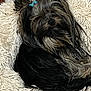 dog, small_dog, shaggy_rug, blue_hair_tie, fur, indoor, corner, cozy, black_fur, brown_fur, relaxed, pet, animal, household, texture, wall, metallic_object, floor, domestic, cute