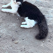 Luna is registered to the contest to win money with this photo: animal, black_and_white, cat, cute, dirt, ears, eye_contact, fluffy_fur, gravel, ground, lying_down, nature, outdoor, paws, pet, portrait, relaxed, tail, tuxedo_cat, whiskers