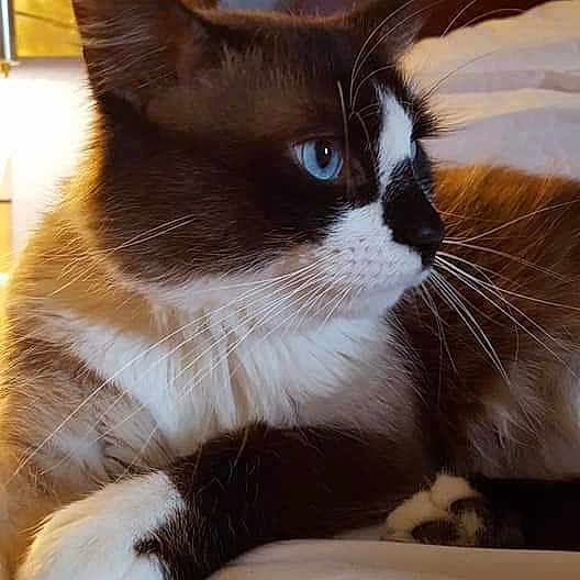 Remix is registered to the contest to win money with this photo: carnivore, cat, felidae, fur, kitten, mammal, ojos_azules, small_to_medium_sized_cats, snout, snowshoe, tail, whiskers