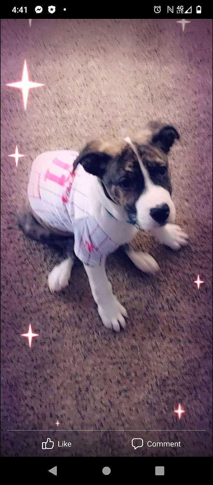 Kyarrah is registered to the contest to win money with this photo: carnivore, cloud, collar, companion_dog, dog, dog_breed, dog_clothes, dog_collar, dog_supply, fawn, flooring, fur, paw, pet_supply, sky, snout, sporting_group, tail, whiskers, working_animal