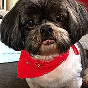 Oreo is registered to the contest to win money with this photo: dog, small_dog, bandana, red_bandana, pet, indoor, close_up, fluffy_fur, black_and_white, cute, portrait, animal, whiskers, curious, companion, domestic_animal, furry, sitting, closeup, cute_pet