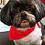 dog, small_dog, bandana, red_bandana, pet, indoor, close_up, fluffy_fur, black_and_white, cute, portrait, animal, whiskers, curious, companion, domestic_animal, furry, sitting, closeup, cute_pet