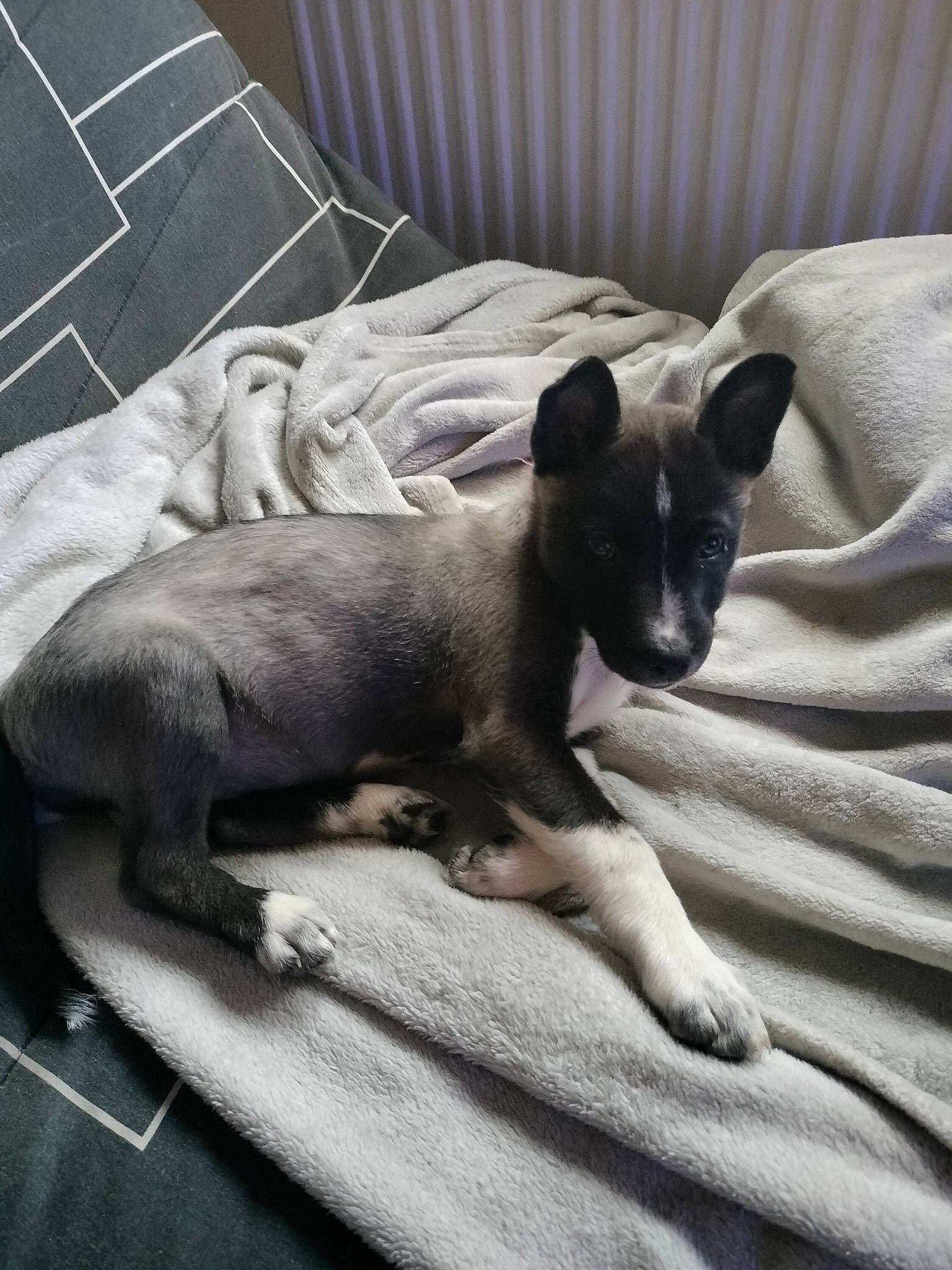 Athena a rejoint le concours — aidez-le/la à gagner de superbes lots ! bed, bedding, canidae, carnivore, comfort, companion_dog, couch, dog, dog_breed, duvet, fawn, felidae, fur, grey, linens, small_to_medium_sized_cats, tail, toy_dog, whiskers, working_animal