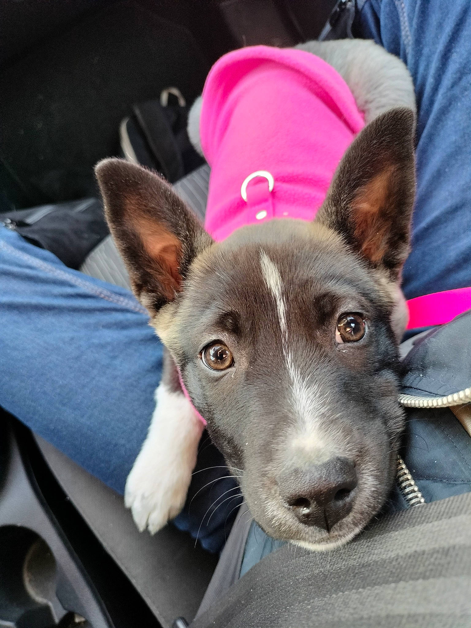 Athena participe au concours pour gagner de l'argent avec cette photo : canidae, carnivore, comfort, companion_dog, dog, dog_breed, ear, fawn, fur, jaw, non_sporting_group, sitting, snout, sporting_group, square, whiskers, working_animal, working_dog