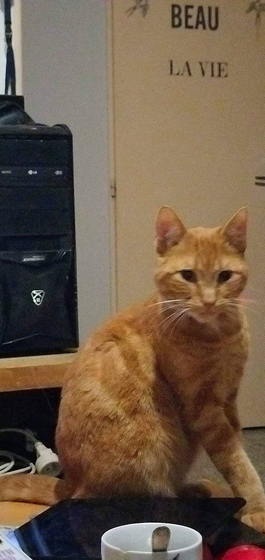 Alvin participe au concours pour gagner de l'argent avec cette photo : audio_equipment, carnivore, cat, domestic_short_haired_cat, fawn, felidae, fur, hardwood, home_appliance, loudspeaker, paw, small_to_medium_sized_cats, snout, tail, television, terrestrial_animal, whiskers, window, wood