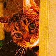 Peppa is registered to the contest to win money with this photo: